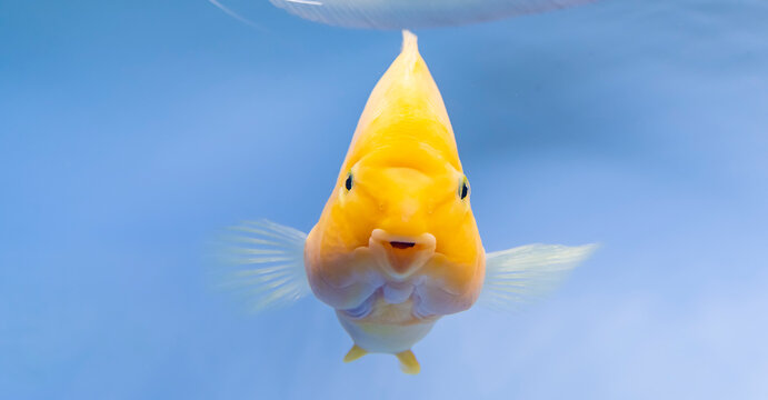 beautiful aquarium fish Amphilophus citrinellus