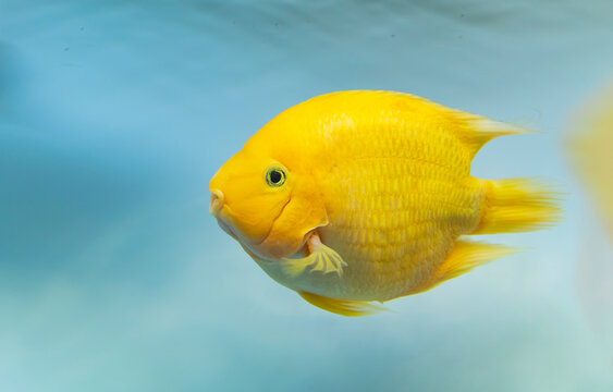 beautiful aquarium fish Amphilophus citrinellus