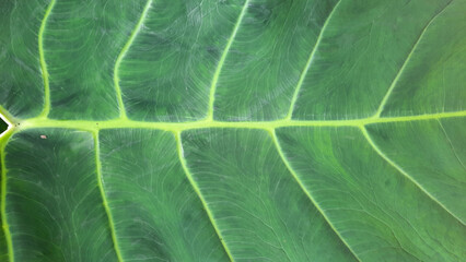 Green taro leaf texture background 02