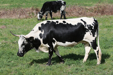 Fototapeta premium Nguni breed cow at pasture on farm near Waboomskraal South Africa