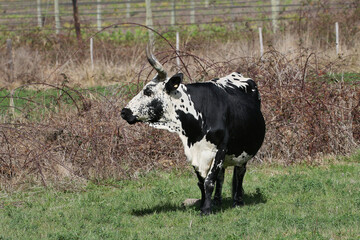 Nguni breed cow at pasture on farm near Waboomskraal South Africa