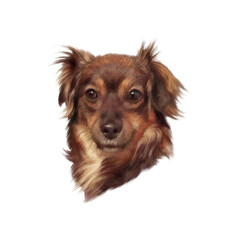 Head of Cute toy terrier isolated on white background. Portrait of a brown lap dog. Hand painted illustration of Pets. Animal art collection: Dogs. Good for print T-shirt, pillow. Design template
