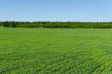 green field and sky in summer