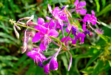 Wild flowers close-up on a summer day
