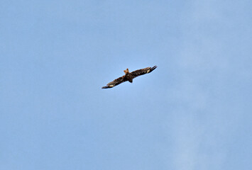 An eagle soars high in the sky on a summer day