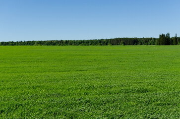 green field and sky in summer
