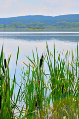 Obraz premium Reeds on the river bank on a summer day