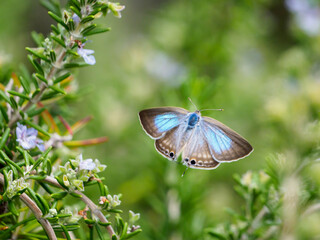 シジミチョウの飛翔