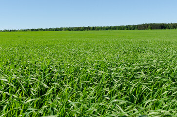 green field and sky in summer
