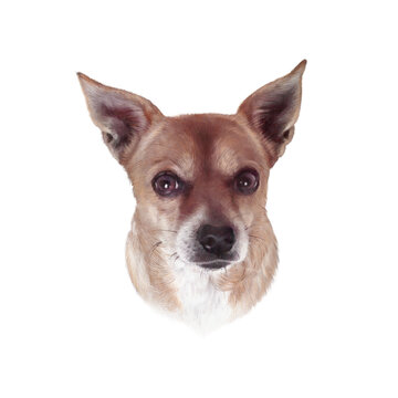 The Chihuahua dog isolated on white background. Drawing of Head of a toy terrier. Animal art collection: Dogs. Realistic Portrait of a Cute puppy. Hand Painted Illustration of Pet. Design 