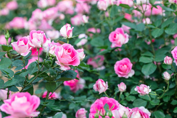 Close up Pink Rose flower on blur background.