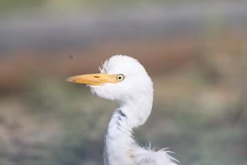 portrait of a goose