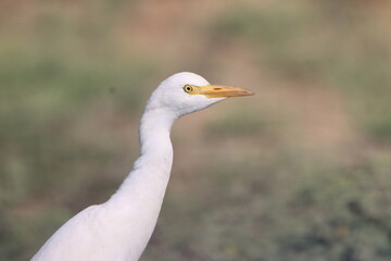 grey heron ardea cinerea