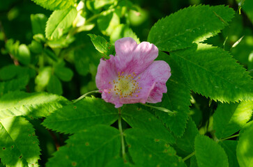 blooming wild rose in june