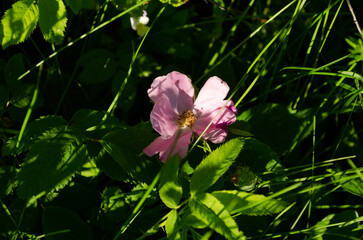 blooming wild rose in june