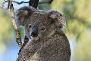 Australian Joey Koala -Phascolarctos cinereus- Marsupial, up a tree, looking to camera, colourful, soft bokeh, early morning light