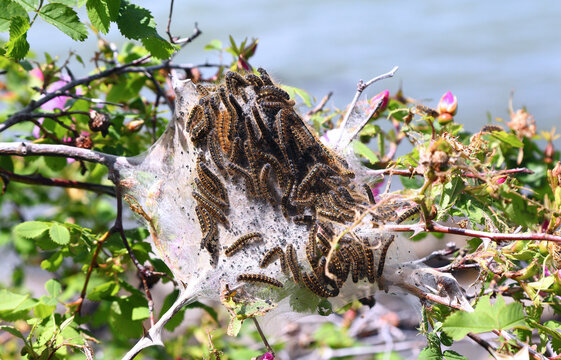 Tent Caterpillars forming a web on a plant branch