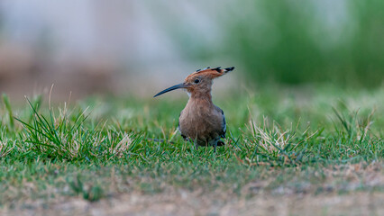 Isolated close up of an adult  Hoopoe bird feeding in the wild