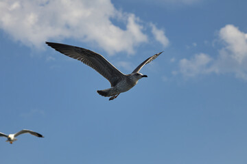 Beautiful gray seagull, spreading its wings, flies against the background of an incredibly beautiful blue sky with clouds