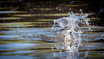 Isolated close up of a Pied Kingfisher fishing in a natural pond