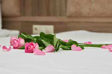 Beautiful pink roses are lying on a white bed. Modern snow-white bedroom with rose petals. Pale...