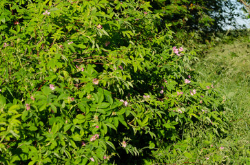 blooming wild rose in june