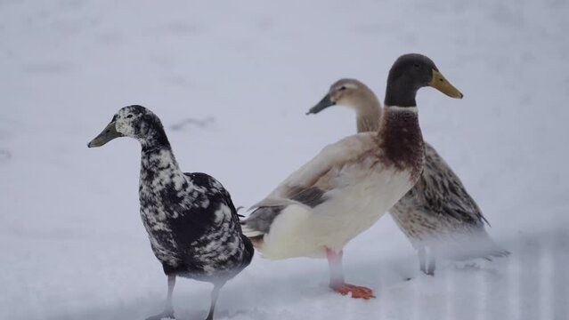 Ducks Standing On Snowy Land During Snowfall In Forest - Thuringia, Germany