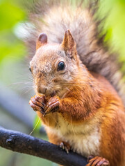 The squirrel with nut sits on tree in the autumn. Eurasian red squirrel, Sciurus vulgaris.