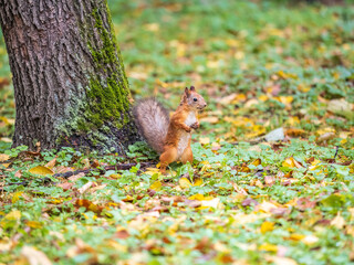 Autumn Squirrel standing on its hind legs on on green grass with fallen yellow leaves