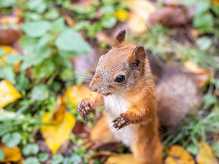 Autumn Squirrel standing on its hind legs on on green grass with fallen yellow leaves
