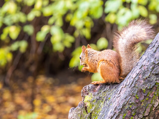 The squirrel with nut sits on tree in the autumn. Eurasian red squirrel, Sciurus vulgaris.