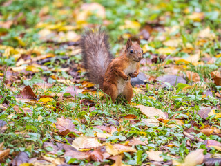 Autumn Squirrel standing on its hind legs on on green grass with fallen yellow leaves