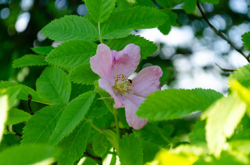 blooming wild rose in june