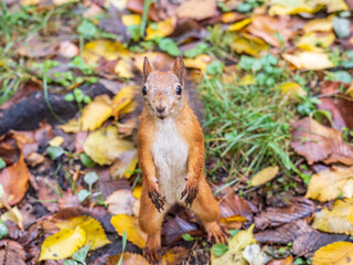 Autumn Squirrel standing on its hind legs on on green grass with fallen yellow leaves