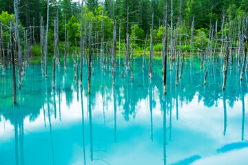 北海道美瑛町の白金青い池
