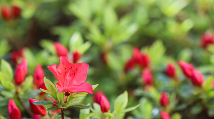 Blooming red azalea flowers in the spring garden. Gardening concept