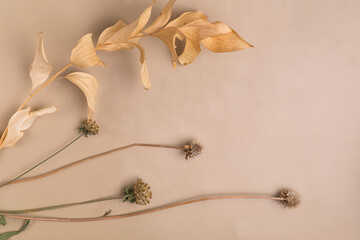 Flat lay composition with autumn leaves and with dry flowers, Natural nude, beige