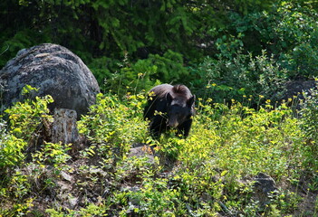 Black bear beside the road in Canada