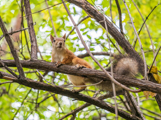 Squirrel sits on a branch in Autumn park