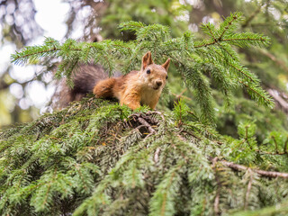 Squirrel sits on a branch in Autumn park