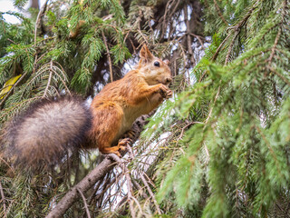 The squirrel with nut sits on tree in the autumn. Eurasian red squirrel, Sciurus vulgaris.