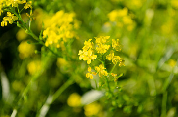 blooming yellow wildflowers in summer
