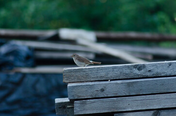nightingale sitting on boards, bird