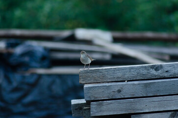 nightingale sitting on boards, bird