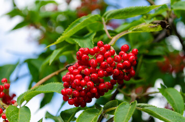 red elderberry in summer closeup