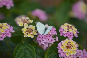 butterfly on pink flower