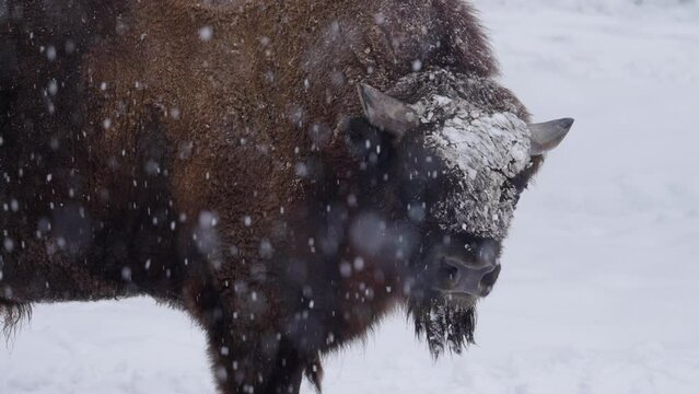Lockdown Shot Of Wild Yak On Snow Covered Land During Snowfall In Forest - Thuringia, Germany