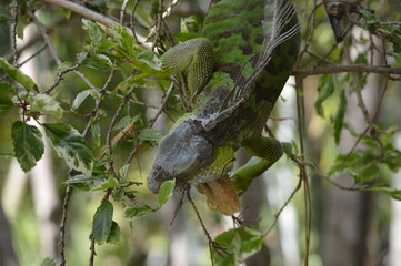 lizard on the tree