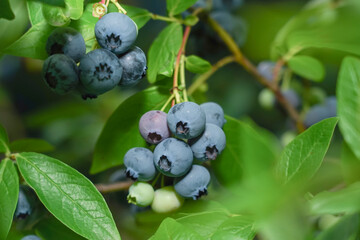 blueberries on the branch - obrazy, fototapety, plakaty