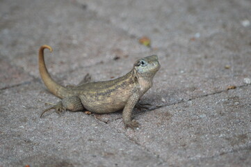 lizard on the stone